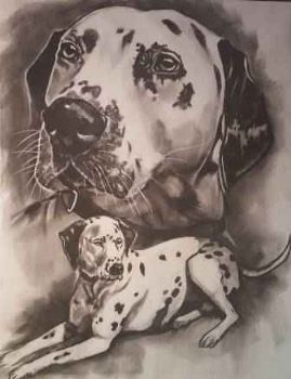 "Pongo"