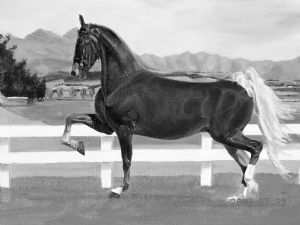 "Horse, Sokkies"