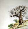 "Pafuri Baobab"