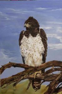 "Martial Eagle"