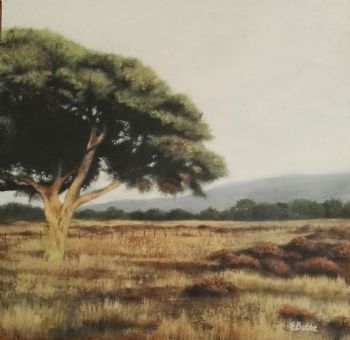 "Bokfontein"