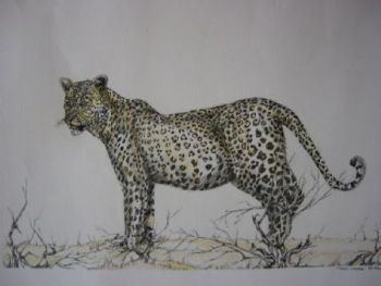 "Tinted Leopard"