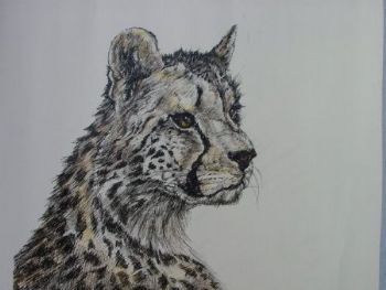 "Tinted Portrait of a Young Cheetah"