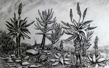 "Aloes Charcoal"