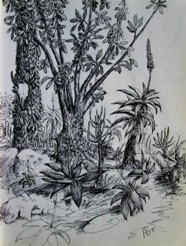 "Aloe Garden 2"