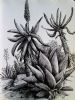 "Aloe Garden 3"