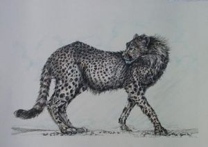 "Tinted Cheetah - Looking back"