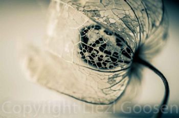 "Gooseberry Skeleton #1"