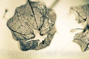"Gooseberry Skeleton #9"