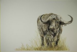"Madala - Buffalo"