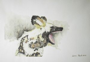 "Wild Wonder - Wild Dog"