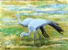 "Blue Cranes"