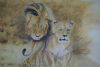 "Lions - the Mating Game"