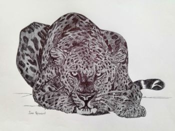 "Leopard"