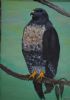 "Chumani - The Jackal Buzzard"