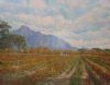 "Boschendal Vineyards, Franschhoek"