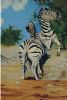 "Zebra Duel"