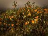 "Dahlia Bush - Table Mountain - Cape Town"