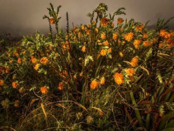 "Dahlia Bush - Table Mountain - Cape Town"