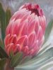 "Protea"