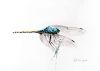 "Blue Dragonfly"