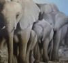 "Elephants"