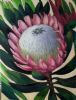 "King Protea"