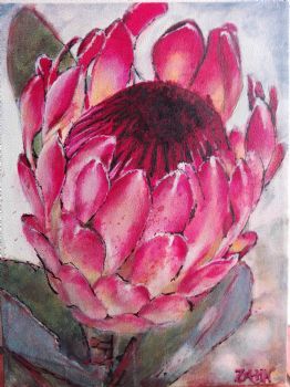 "Protea South Africa"