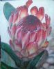 "Great Protea"
