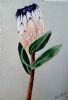 "Mink Protea "