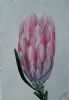 "Pink Ice Protea Hybrid"