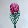 "Protea"