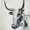 "Nguni 1"