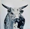 "Nguni 2"