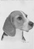 "Puppy"