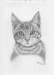 "Kitten"