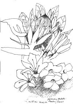 "Preliminary Drawing: 