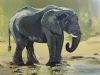 "Elephants 1"