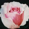 "Pink White Rose 2"
