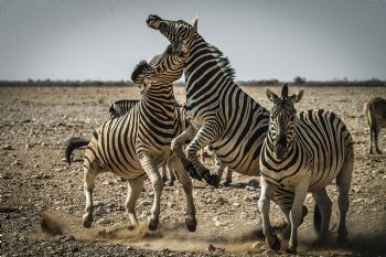 "Striped Clash"