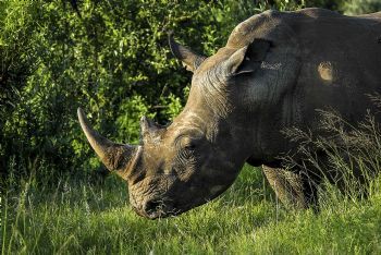 "Rhino"