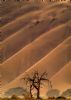 "Dune Tree Wave"