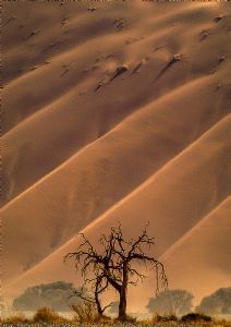 "Dune Tree Wave"