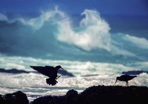 "African Black Oystercatchers and Wave."