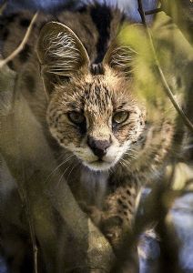"Serval Stare Colour"