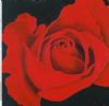 "Red Rose3"