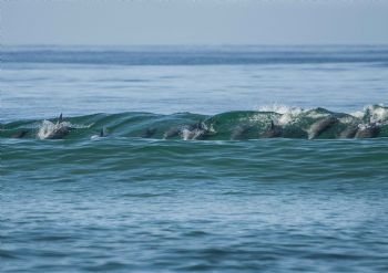 "Dolphin Wave 6"