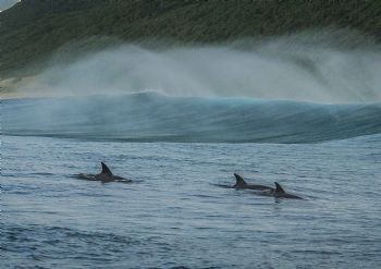 "Fin Spray"