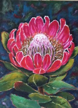 "Protea Caffra"