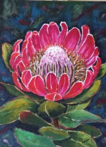 "Protea Caffra"